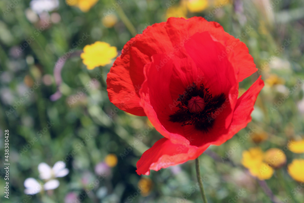 Fototapeta premium Petali e stami del Papavero Papaver rhoeas