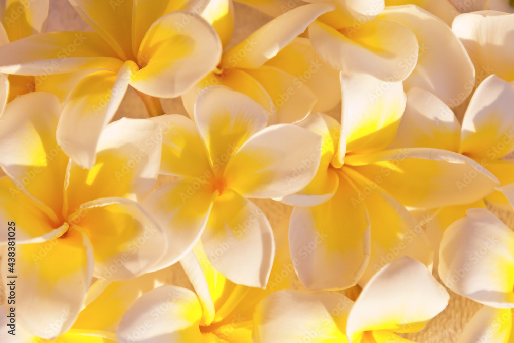 Frangipani flowers (plumeria) background Frangipani flowers (plumeria) background