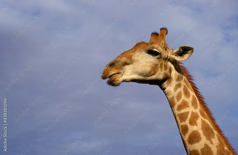 Naklejka premium Wild african life. A large common South African giraffe on the summer blue sky.