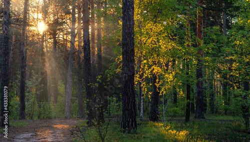 Nice sunny morning. The rays of the sun play in the branches of the trees. Nice walk in nature. © Mykhailo