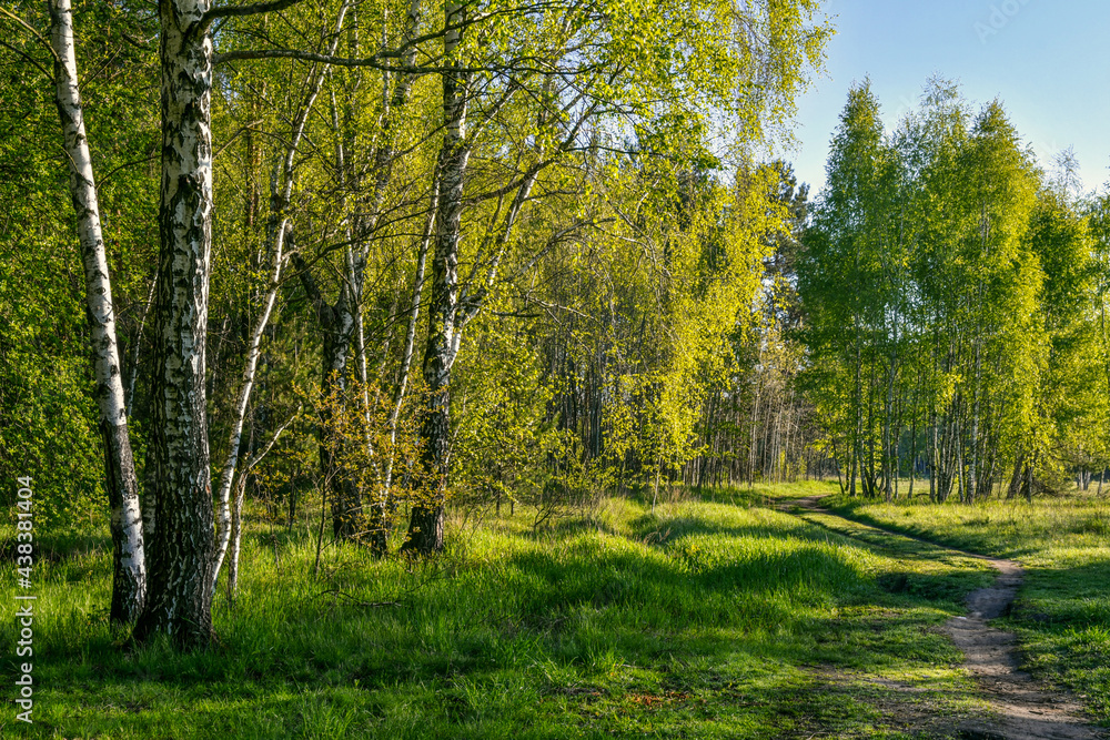 Nice sunny morning. The rays of the sun play in the branches of the trees. Nice walk in nature.