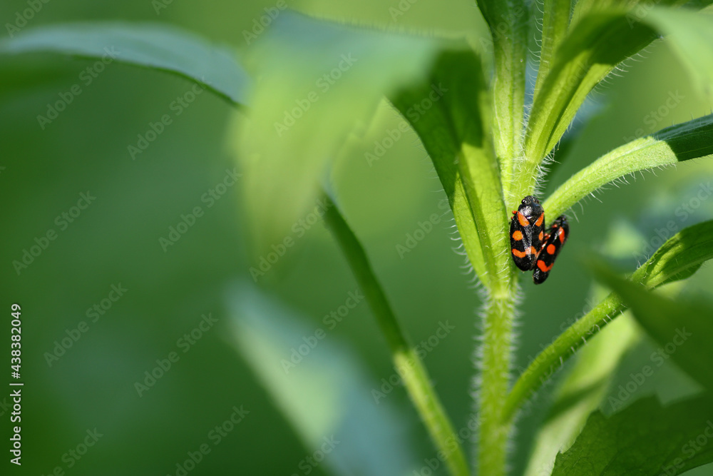 cercopis vulnerata red insect photo cercopis vulnerata red insect photo