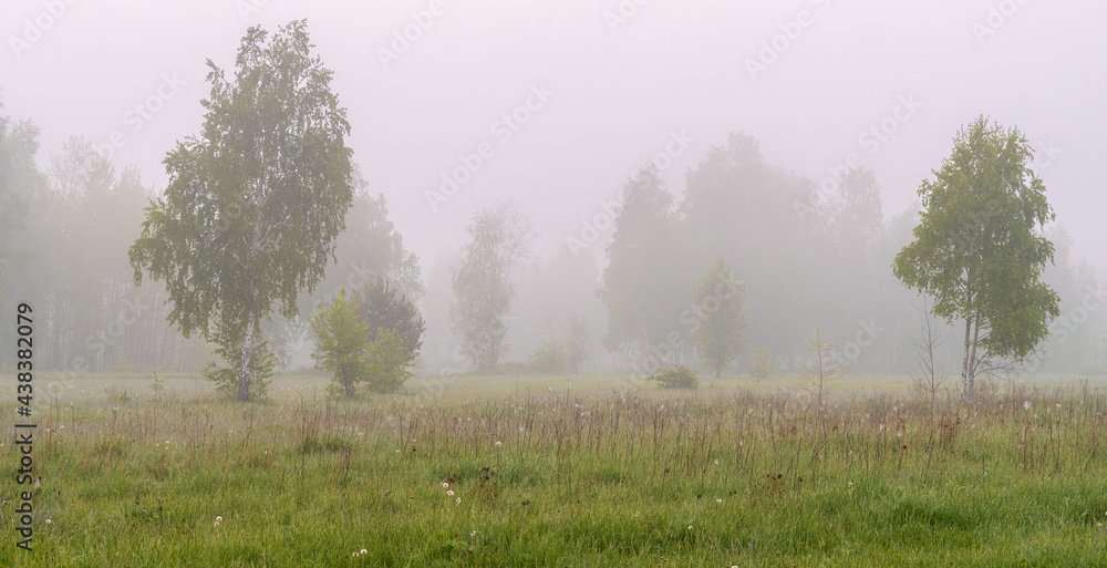 Cloudy morning in nature. Mist descended on the trees, meadow and hid the horizon. Cloudy morning in nature. Mist descended on the trees, meadow and hid the horizon.