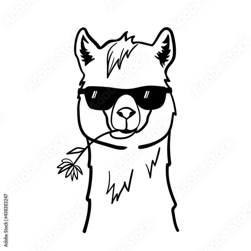 Cute llama with sunglasses. Cool alpaca with flower in mouth. Vector illustration isolated on white background. Outline sketch