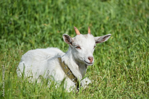 White cute goat sitting in the green field, countryside photo