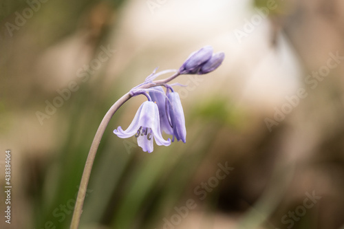 spring crocus flower