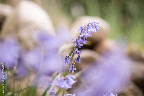 flowers in spring