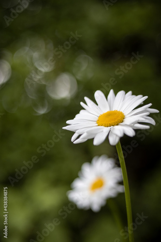 daisy in the water