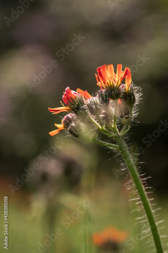 bee on flower