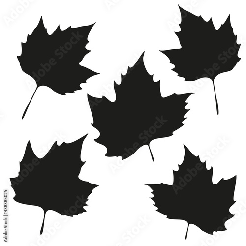 Vector leaves isolated black. Realistic hand drawn leaves illustration set on white background.