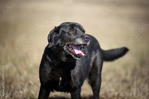 Black dog from animal shelter. This dog has been dumped and  now he posing during a regular walk. Black dogs are not a favorite but this dog is waiting for adopters ©  Zlatko59