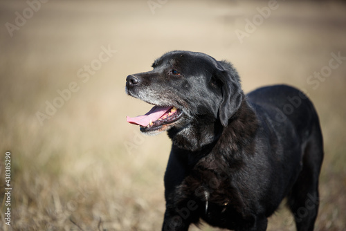 Black dog from animal shelter. This dog has been dumped and now he posing during a regular walk. Black dogs are not a favorite but this dog is waiting for adopters