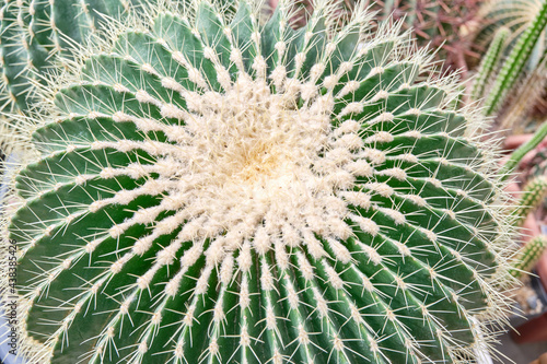 Ball-shaped cactus  close-up photo