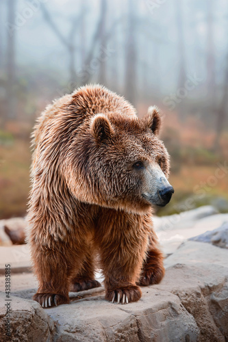 Grizzly bear in the forest
