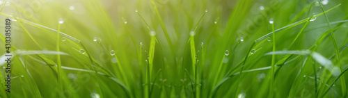 Juicy lush green grass on meadow with drops of water dew in morning light in spring summer outdoors close-up macro, panorama Hintergrund Banner. Artistic image of purity and freshness of nature