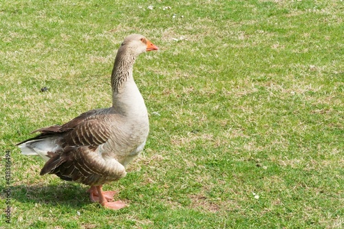 Greylag goose (anser anser) animal background. 
Large bird (Anatidae waterfowl) alone in nature standing on grass. Mottled plumage with barred feathers.  Animal theme, ornithology, birding concept.
