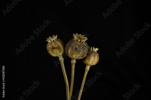 three old brown poppy seed heads isolated on a black background