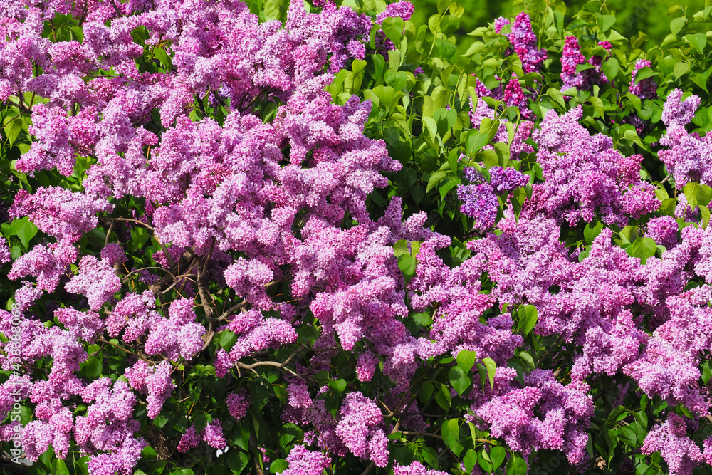 Purple blooming lilac in sunlight spring garden. Blooming lilac background, Syringa Purple blooming lilac in sunlight spring garden. Blooming lilac background, Syringa