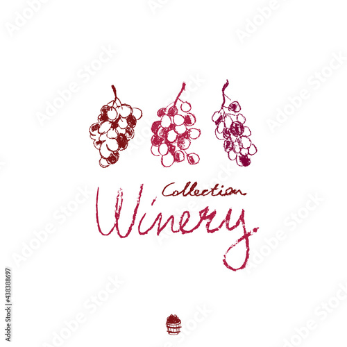Grape vine illustration with pencil texture. Wine themed illustration. Wine-shop icon. Chalkboard texture. Grapevine drawing for emblem vineyard, biodynamic wines, grape festival, wine bar sign.