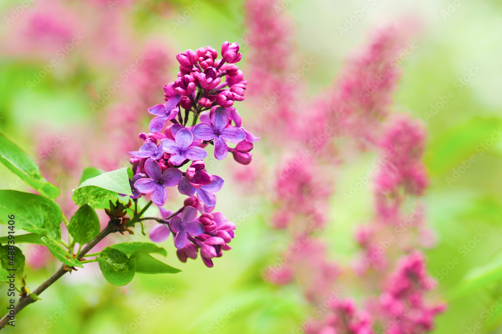 Blooming lilac, Syringa. Branch of purple blooming lilac, spring garden, copy space Blooming lilac, Syringa. Branch of purple blooming lilac, spring garden, copy space