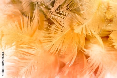 Beautiful chicken feather texture abstract background for design, soft focus