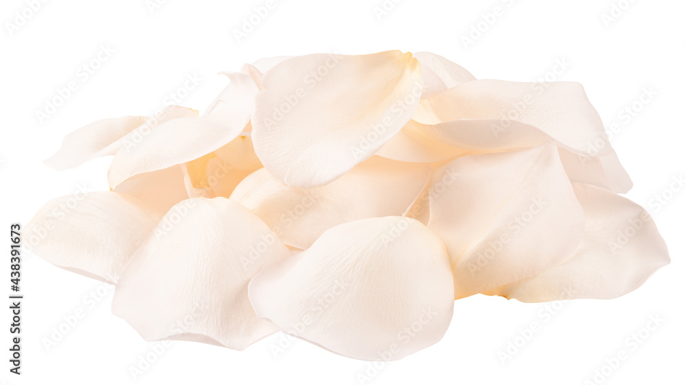 Rose petals, isolated on white background, clipping path, full depth of field Rose petals, isolated on white background, clipping path, full depth of field