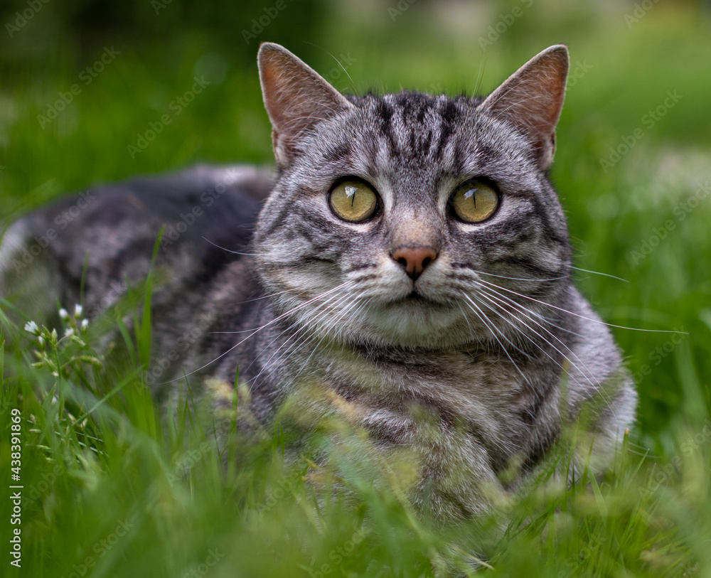 Duży szaroczarny kot o złotych oczach bawi się w trawie