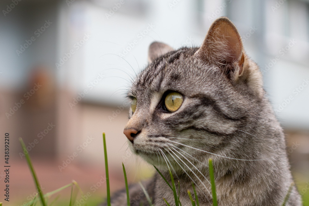 Duży szaroczarny kot o złotych oczach bawi się w trawie