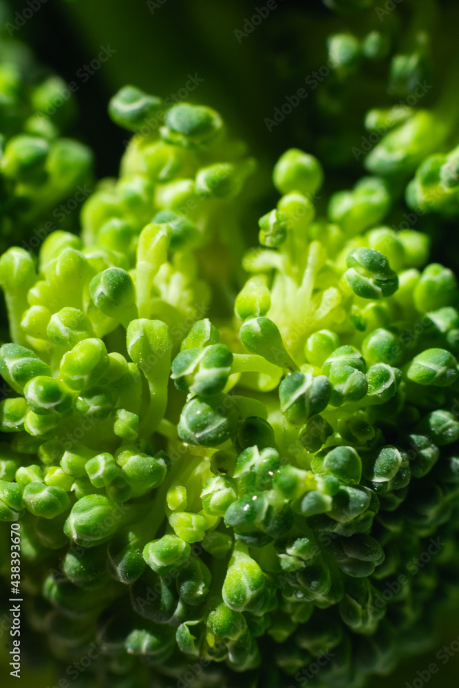Macrofotografía de un brócoli fresco Macrofotografía de un brócoli fresco