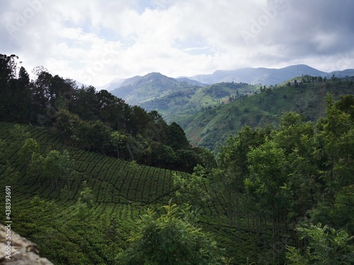 Tea Gardens in the Nilgiri Mountain Vallley.