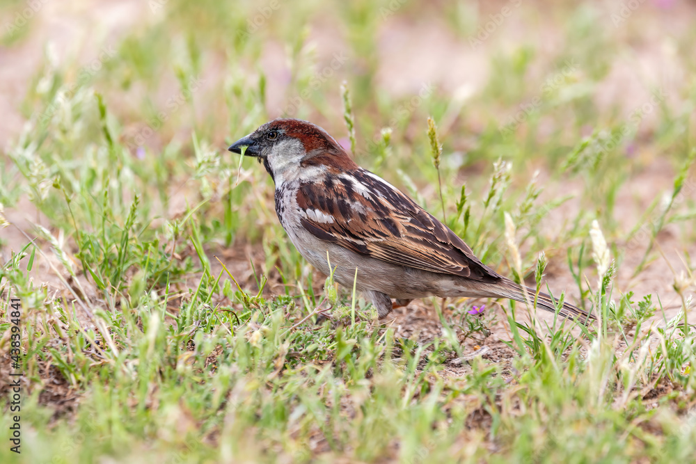 Sparrow eating on the field ground Sparrow eating on the field ground