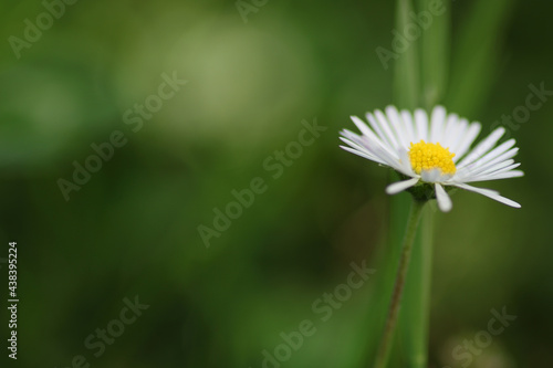 Natural Bellis Perennis Macro Photo