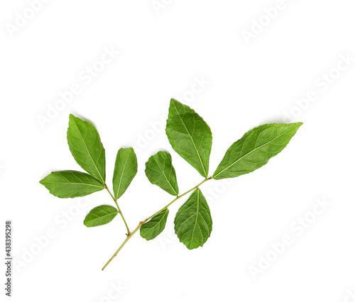 fresh green leaves on white background