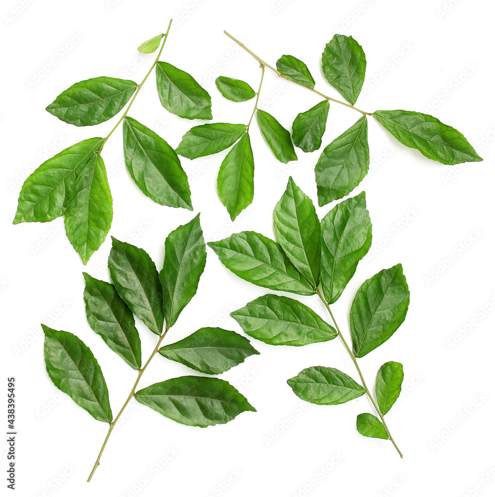 fresh green leaves on white background fresh green leaves on white background