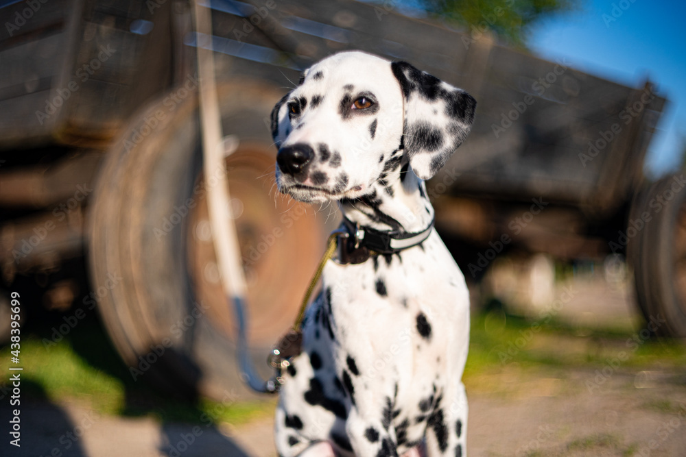 Dalmatian dog sits on a farm against a background of flowers in summer Dalmatian dog sits on a farm against a background of flowers in summer