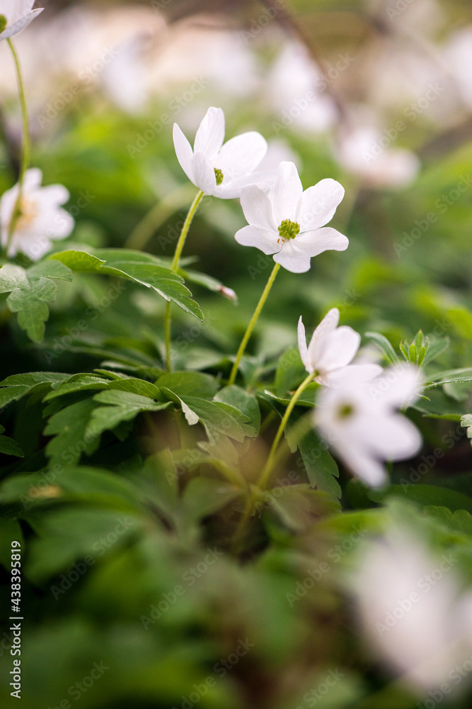 Fototapeta premium Wood anemone blooming in early spring