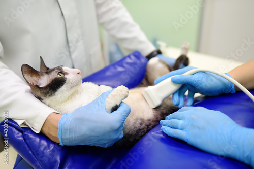 Cat having ultrasound scan in veterinary clinic. Health of pet. Care animal. Pet checkup  tests and vaccination.