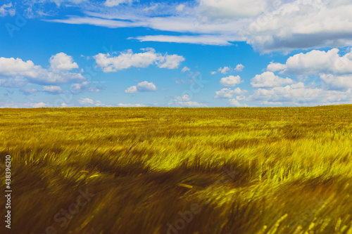 field of wheat in the summer with white clouds on the blue sky in the background