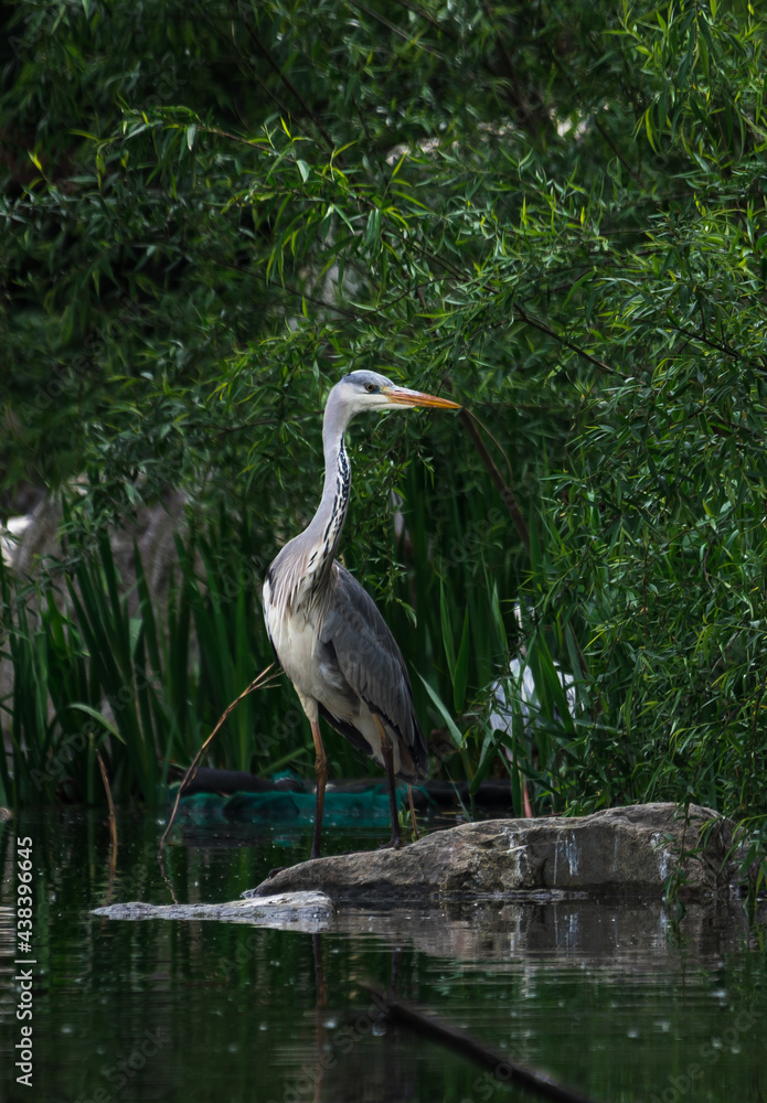 Naklejka premium Full body portrait of gorgeous stork stays on rock, his claws. Warm pastel tones leaves background. Beautiful posture of crane bird during golden hour. Wild animals searching for prey, hunting in pond