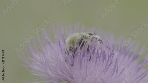 bug on a flower Close-up