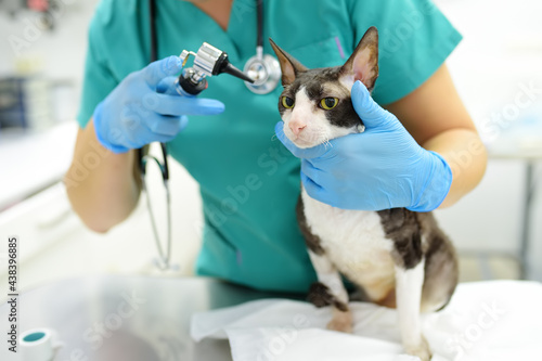 Fototapeta Naklejka Na Ścianę i Meble -  Veterinarian doctor checking the ears of cat of the breed Cornish Rex with otoscope in veterinary clinic. Health of pet. Care animal. Pet checkup, tests and vaccination