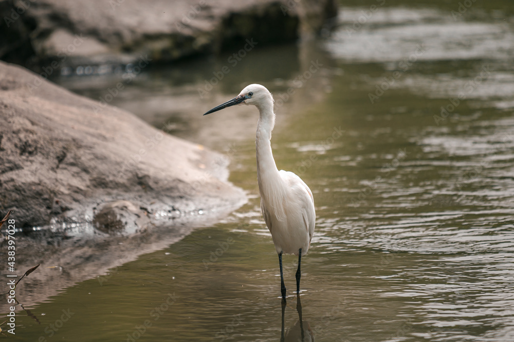 Gorgeous young white stork bird stays in river water between rocks looks for prey. Common animals in the wild. Lonely crane finds food.