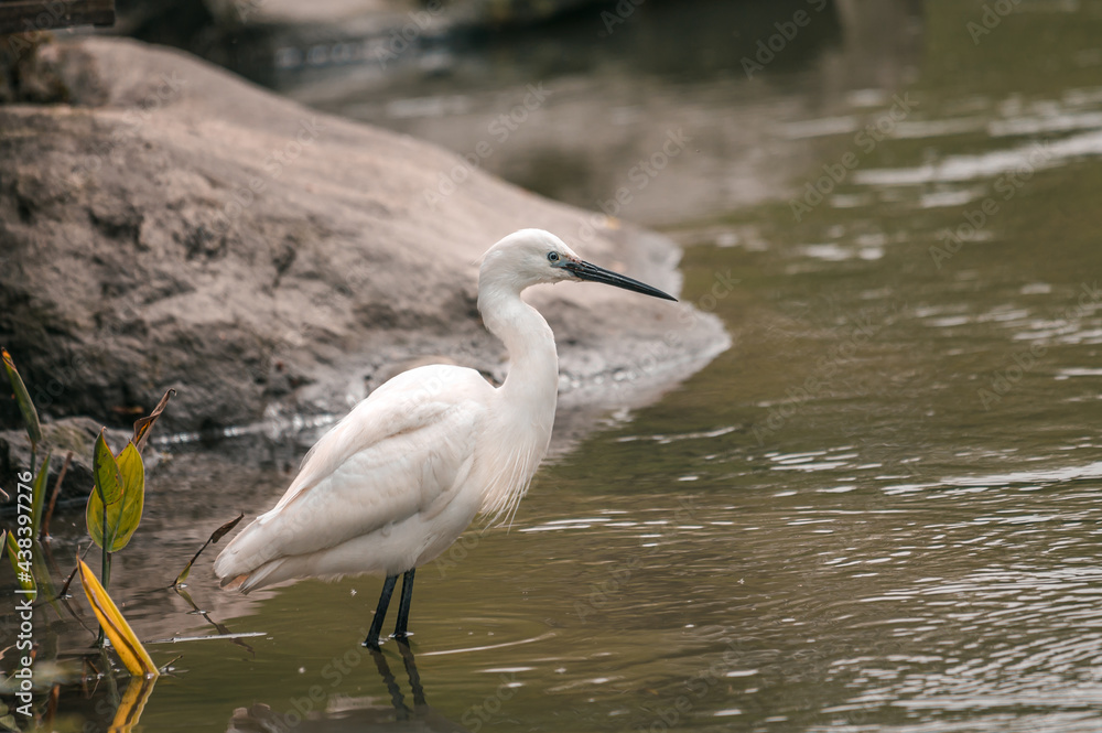 Gorgeous young white stork bird stays in river water between rocks looks for prey. Common animals in the wild. Lonely crane finds food. Gorgeous young white stork bird stays in river water between rocks looks for prey. Common animals in the wild. Lonely crane finds food.
