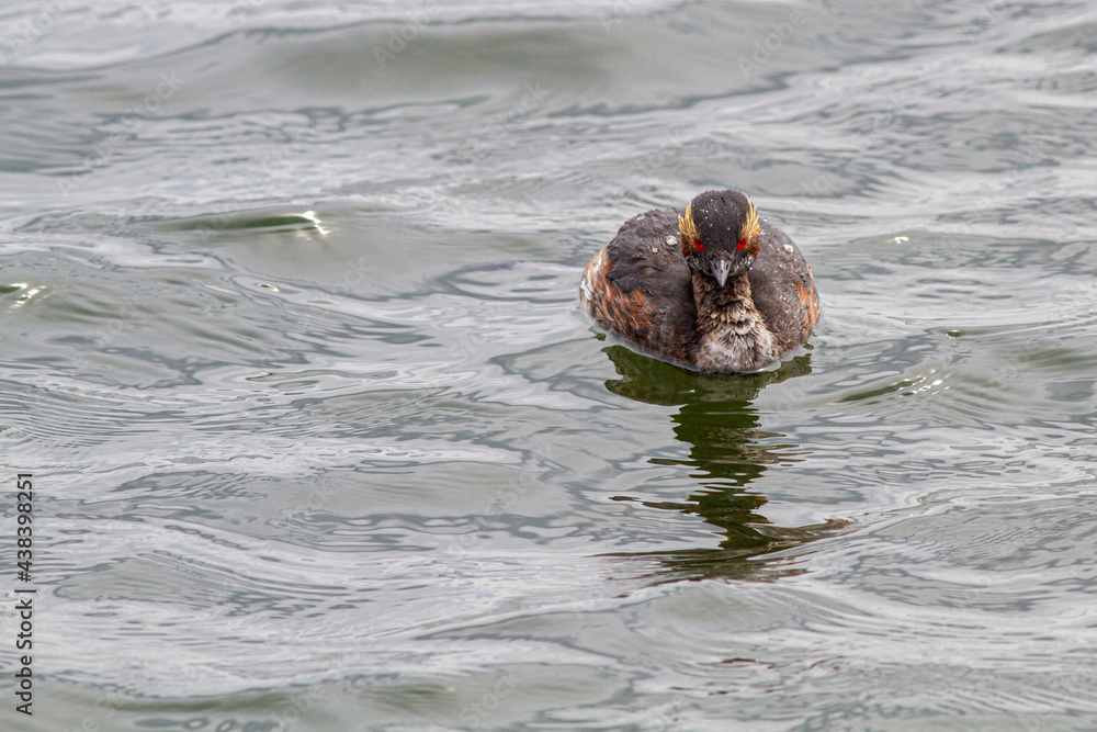 Fototapeta premium 春の海で漂う夏羽のハジロカイツブリ 