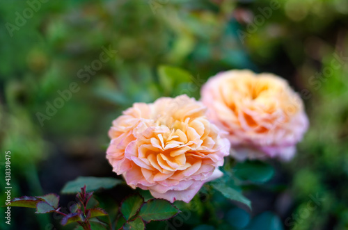 Image of large flower of a yellow-pink rose with green leaves.