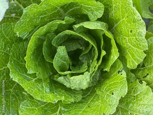 head of cabbage