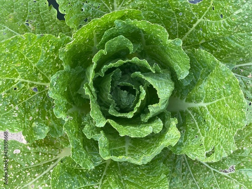 close up of cabbage