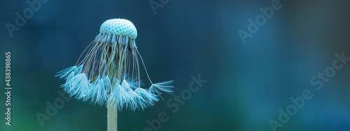 Beautiful close up of blowball dandelion in nature in spring summer morning, with bokeh and blue turquoise green background banner panorama photo