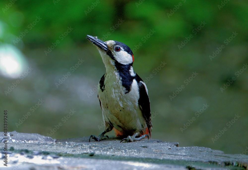 Fototapeta premium Young wild woodpecker in the forest on a stump.