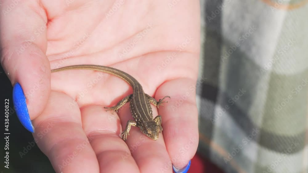 A small gray lizard on a womans palm A small gray lizard on a womans palm